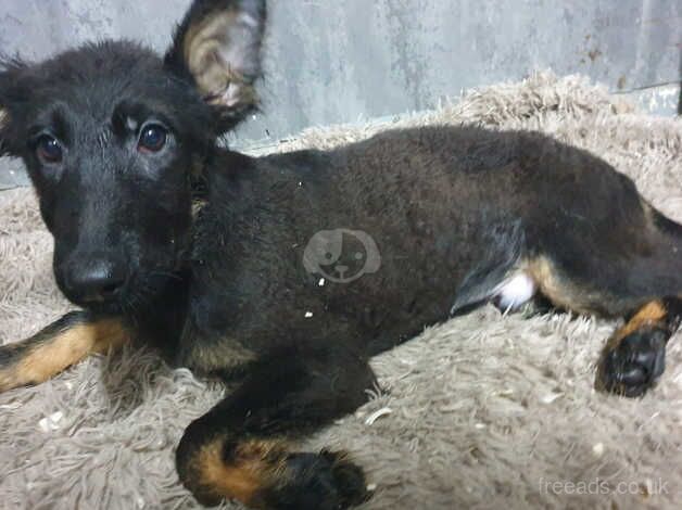 Liver and black and tan pups for sale in Accrington, Lancashire - Image 5