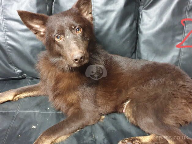 Liver and blue older gsds for sale in Accrington, Lancashire