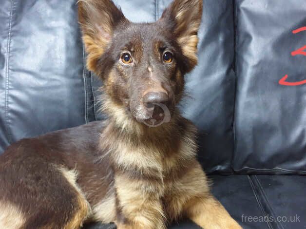 Liver and blue older gsds for sale in Accrington, Lancashire - Image 2