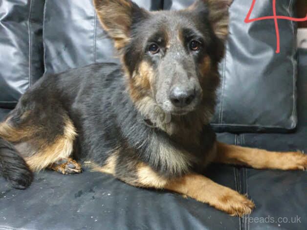 Liver and blue older gsds for sale in Accrington, Lancashire - Image 3