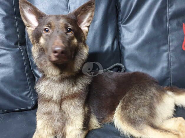 German Shepherd Puppies for sale