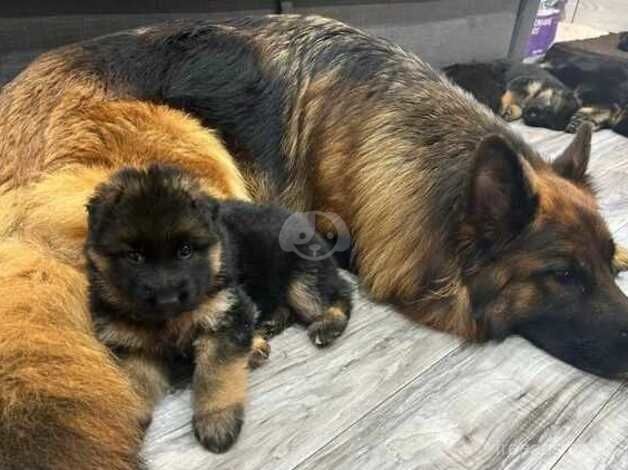 Long hair beautiful German shepherd puppy for sale in Coventry, West Midlands - Image 1