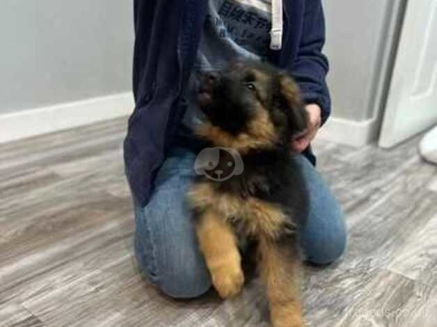 German Shepherds for sale in Coventry, West Midlands