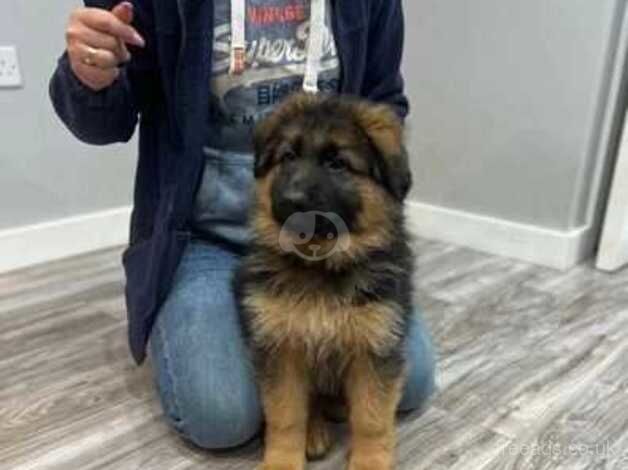 KC Registered German Shepherd Puppies for sale in West Midlands