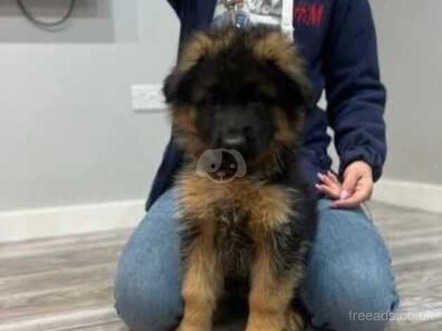 Long hair beautiful German shepherd puppy for sale in Coventry, West Midlands - Image 5