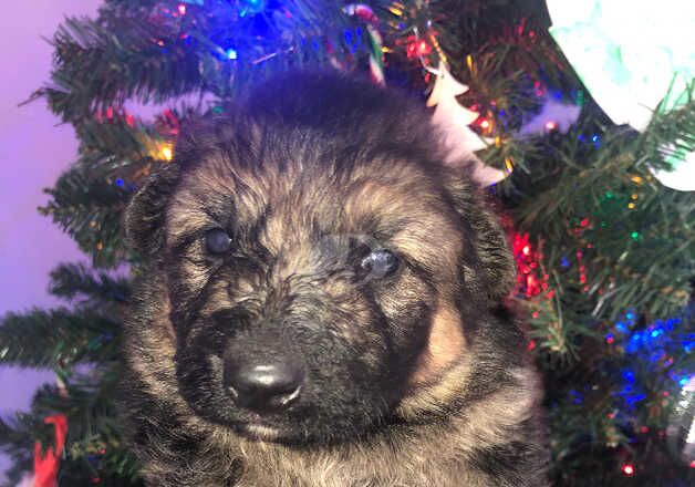 Long haired German Shepard puppies for sale in Brierley Hill, West Midlands - Image 2