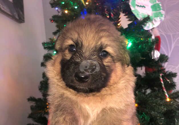 German Shepherd Puppies for sale in West Midlands