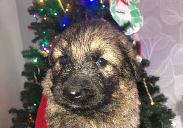 German Shepherd Puppies for sale