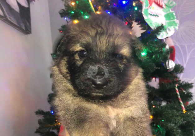 Long haired German Shepard puppies for sale in Brierley Hill, West Midlands - Image 5