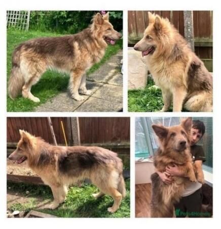 Long haired german shepherd for sale in Doncaster, South Yorkshire - Image 1