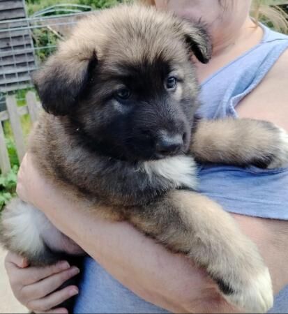 Long haired German Shepherd puppies for sale in Maldon, Essex - Image 1