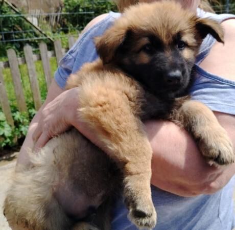 Long haired German Shepherd puppies for sale in Maldon, Essex - Image 3