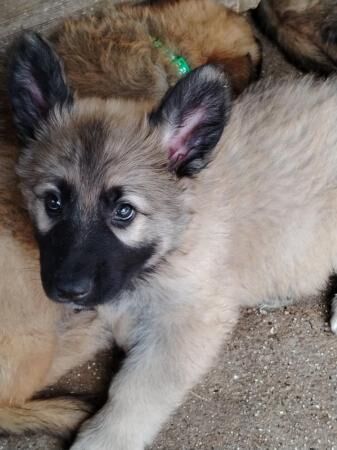 Long haired German Shepherd puppies for sale in Maldon, Essex - Image 4