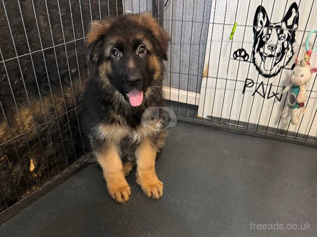 Long haired german shepherd puppies for sale in Merton, Merton, Greater London - Image 1