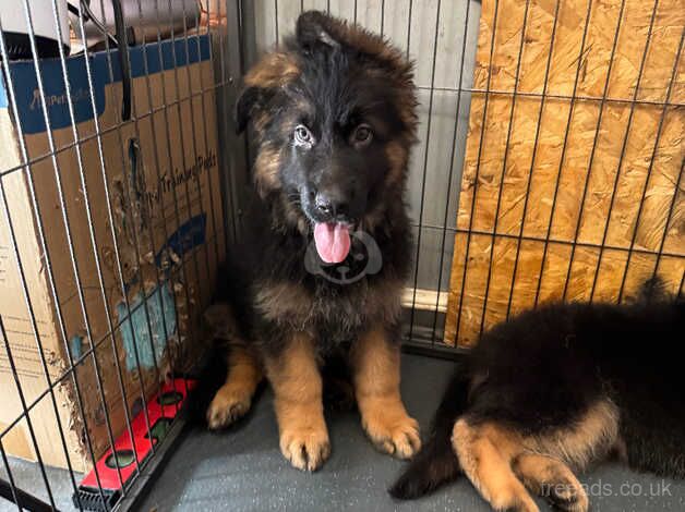 Long haired german shepherd puppies for sale in Merton, Merton, Greater London - Image 4