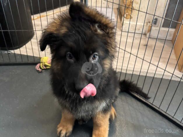 Long haired german shepherd puppies for sale in Merton, Merton, Greater London - Image 5