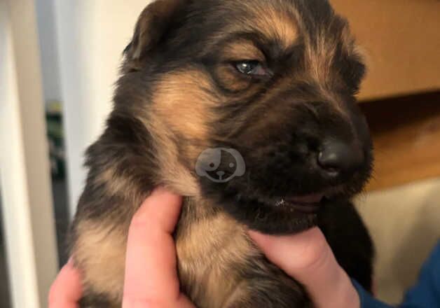 German Shepherd Puppies for sale