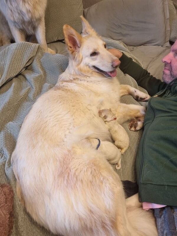 Long haired kc registered white german shepherd puppies for sale in Airdrie, Lanarkshire