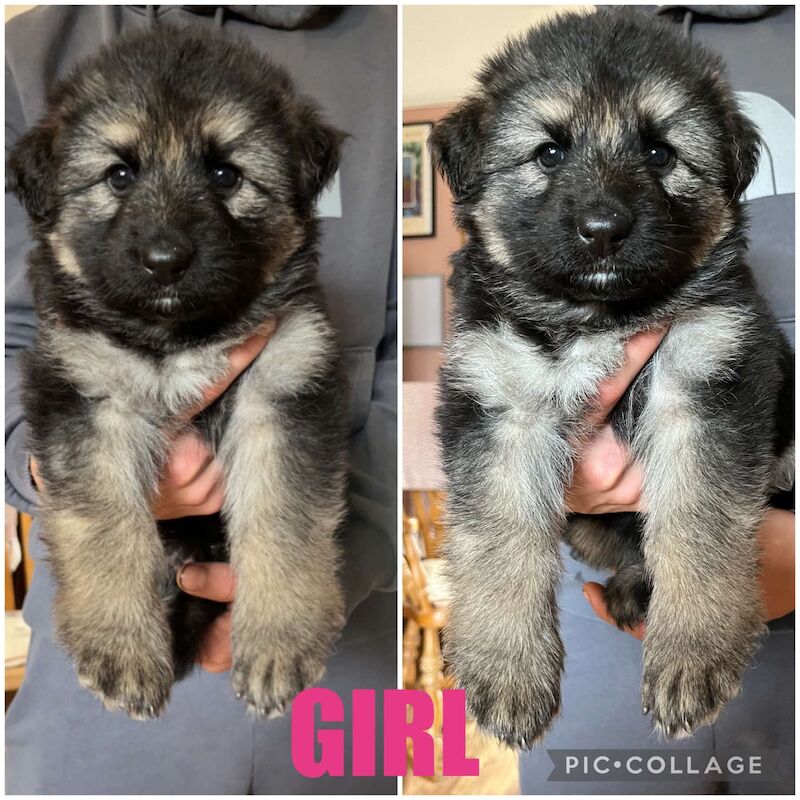 Long haired straight backed sale german shepherd puppies for sale