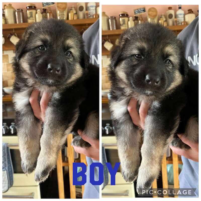 Long haired straight backed sale german shepherd puppies for sale