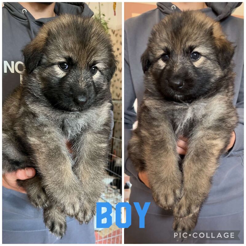 Long haired straight backed sale german shepherd puppies for sale