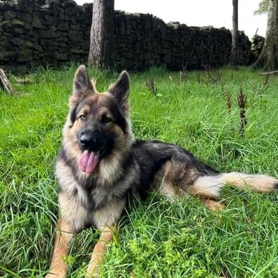 Long haired straight backed on sale german shepherd puppies for sale