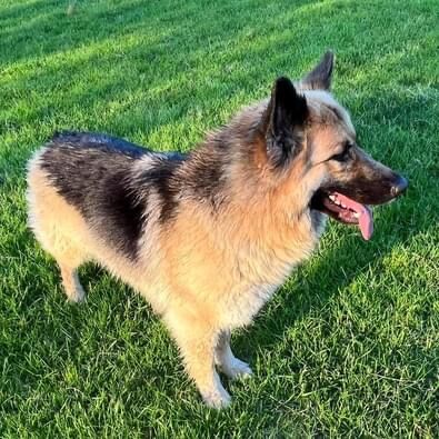 Long haired straight backed sale german shepherd puppies for sale