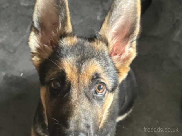 Lovely German shepherd needs rehoming for sale in Manchester, Greater Manchester - Image 2