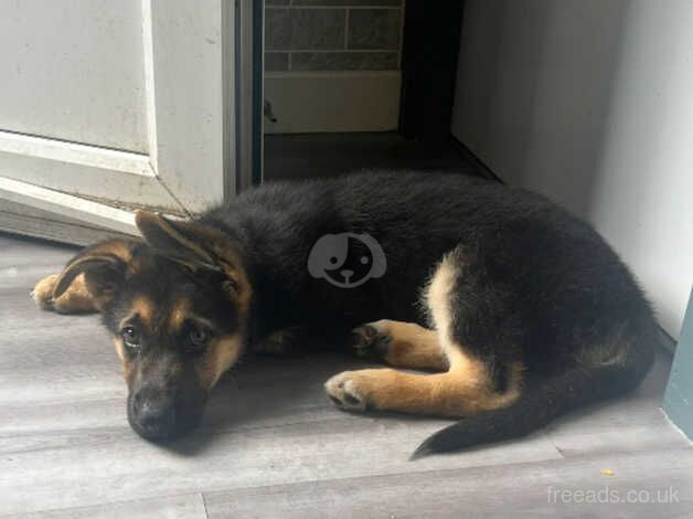 Lovely German shepherd needs rehoming for sale in Manchester, Greater Manchester - Image 3