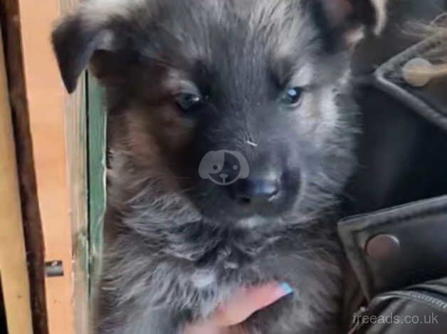 Lovely litter of German shepherds for sale in York, North Yorkshire - Image 1