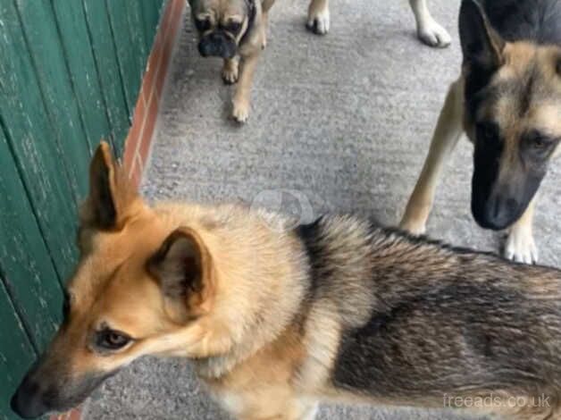 Lovely litter of German shepherds for sale in York, North Yorkshire - Image 2