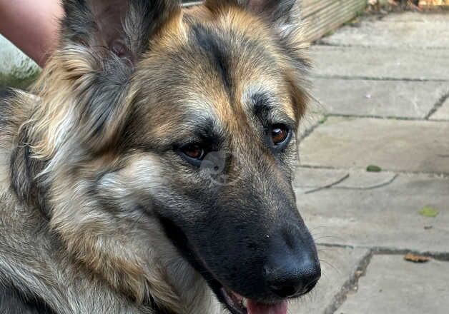 German Shepherds for sale in Brighton, East Sussex