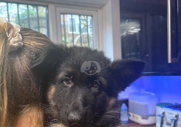 German Shepherd Puppies for sale