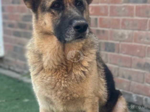 Loving German Shepherd Rehoming for sale in Sittingbourne, Kent