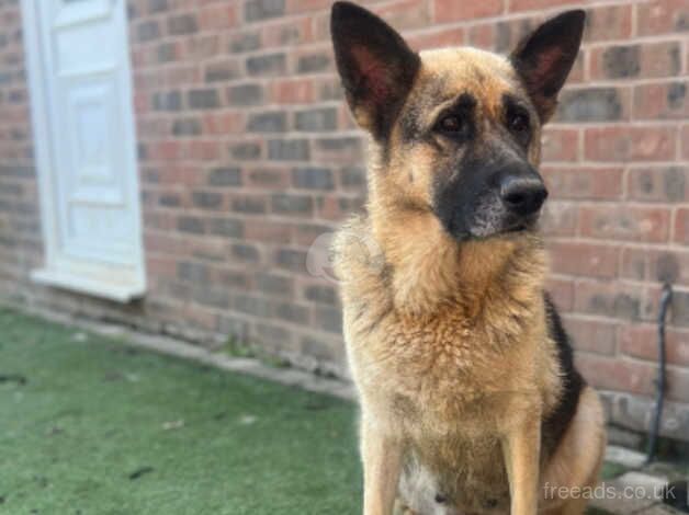 Loving German Shepherd Rehoming for sale in Sittingbourne, Kent - Image 2