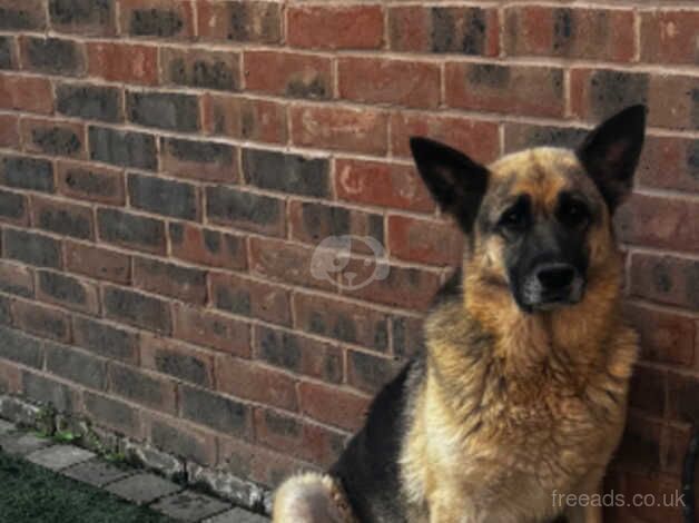 Loving German Shepherd Rehoming for sale in Sittingbourne, Kent - Image 3