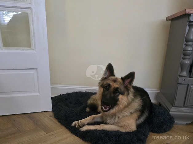 Male 16mth old German shepherd for sale in Bishop Auckland, County Durham