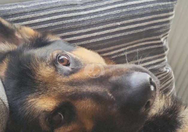 Male 3 year old German Sheperd for sale in Manchester, Greater Manchester