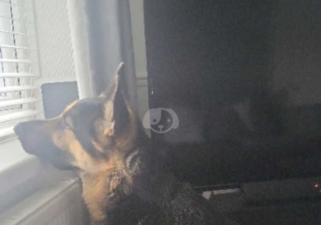 German Shepherds for sale in Manchester, Greater Manchester