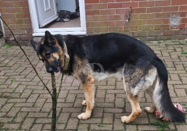 Male 3 year old German Sheperd for sale in Manchester, Greater Manchester - Image 3