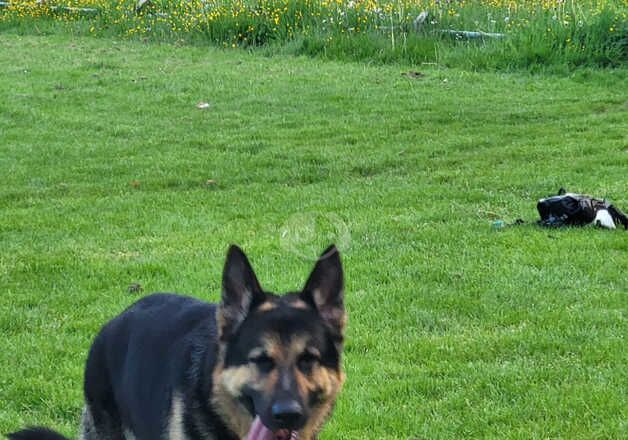 Male 3 year old German Sheperd for sale in Manchester, Greater Manchester - Image 4