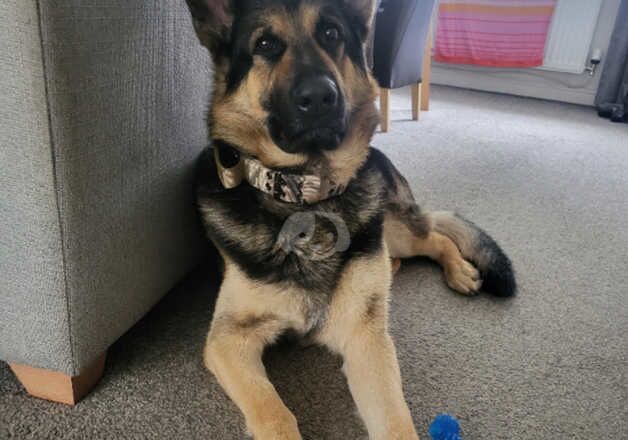 Male 3 year old German Sheperd for sale in Manchester, Greater Manchester - Image 5