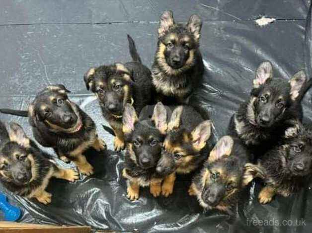 Male and Female German Shepherd puppies for sale in Stalybridge, Greater Manchester - Image 1