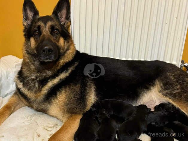 German Shepherds for sale in Stalybridge, Greater Manchester