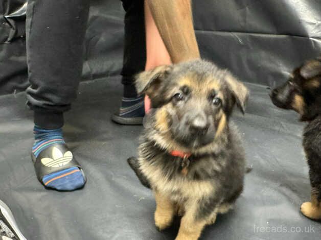 German Shepherd Puppies for sale in Greater Manchester