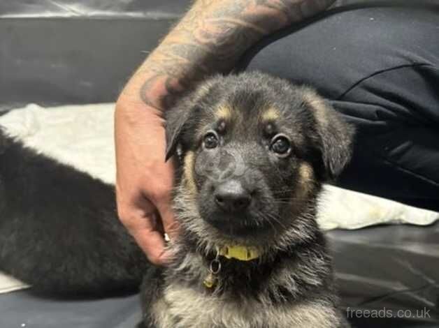 German Shepherd Puppies for sale