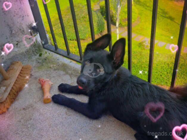 Male German shepard x for sale in Alexandria, West Dunbartonshire