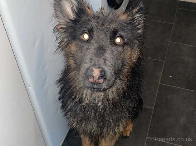 male German Shepherd for sale in Bracknell, Berkshire