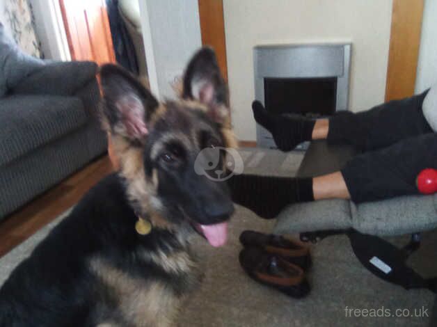 Male German shepherd for sale in Cardiff