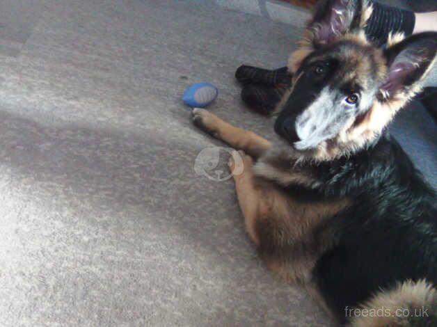 Male German shepherd for sale in Cardiff - Image 3